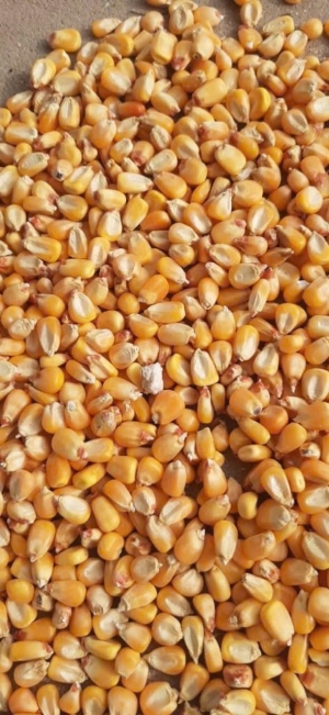 Bắp hạt (Corn kernels)