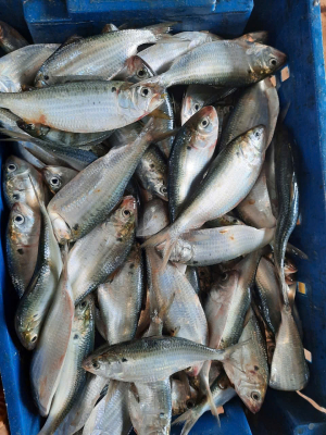Cá tươi đông lạnh (Fresh frozen fish)