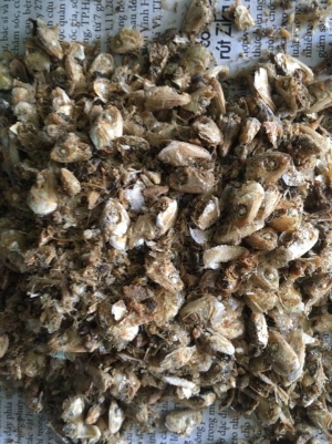 Đầu cá cơm (Anchovy head)