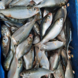Cá tươi đông lạnh (Fresh frozen fish) Cá tươi đông lạnh (Fresh frozen fish)