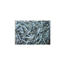 Đầu cá cơm Đầu cá cơm