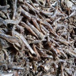 Xương cá Xương cá